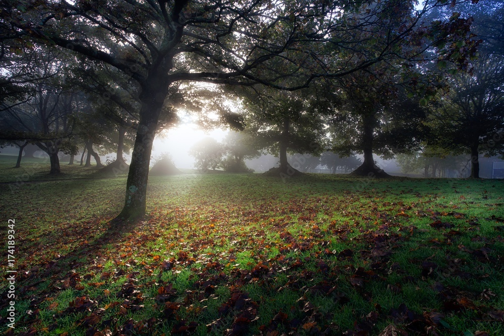 Autumn leaves, dew ridden grass and a misty sunrise at Ravenhill Park in Fforestfach, Swansea, South Wales, UK
