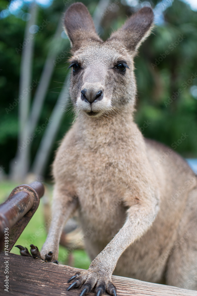 kangaroo making a funny face
