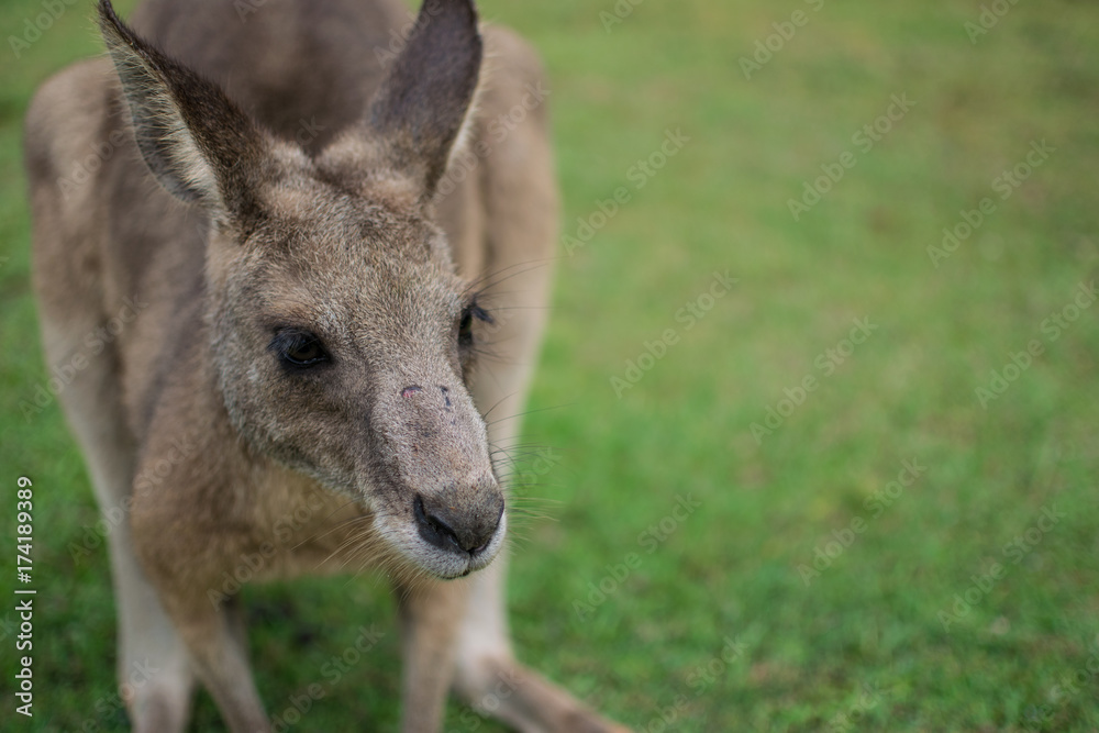 cute kangaroo looking down
