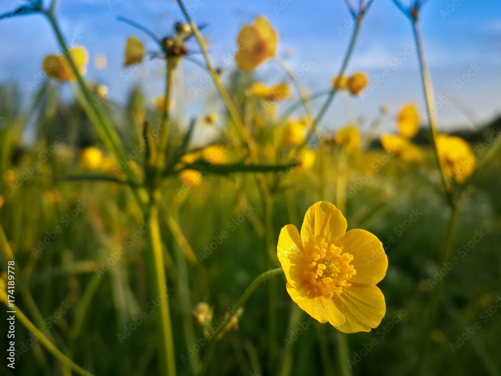 Fototapeta premium Beautiful wild yellow flowers and evening countryside landscape in sunset shine