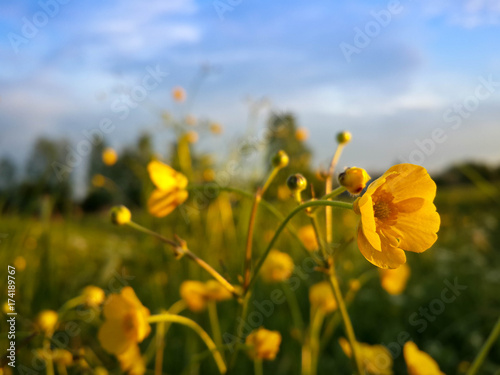 Fototapeta Naklejka Na Ścianę i Meble -  Beautiful wild yellow flowers and evening countryside landscape in sunset shine