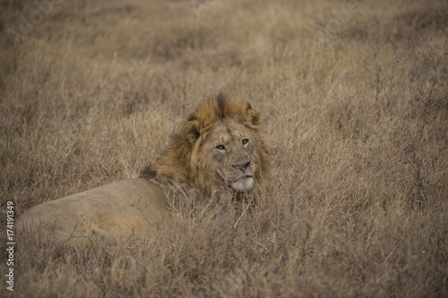 Male lion lying down and looking back at camera. Full mane showing. Tarangire National Park, Tanzania, Africa