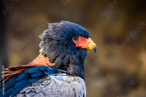 Bateleur Eagle head and shoulders profile. A close up view of a beautiful bateleur eagle.