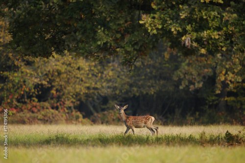piccolo cerbiatto nel parco photo