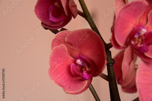Storczyki,Orchidea