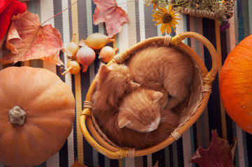 kitten in basket and autumn pumpkins and other fruits and vegetables on a wooden thanksgiving table