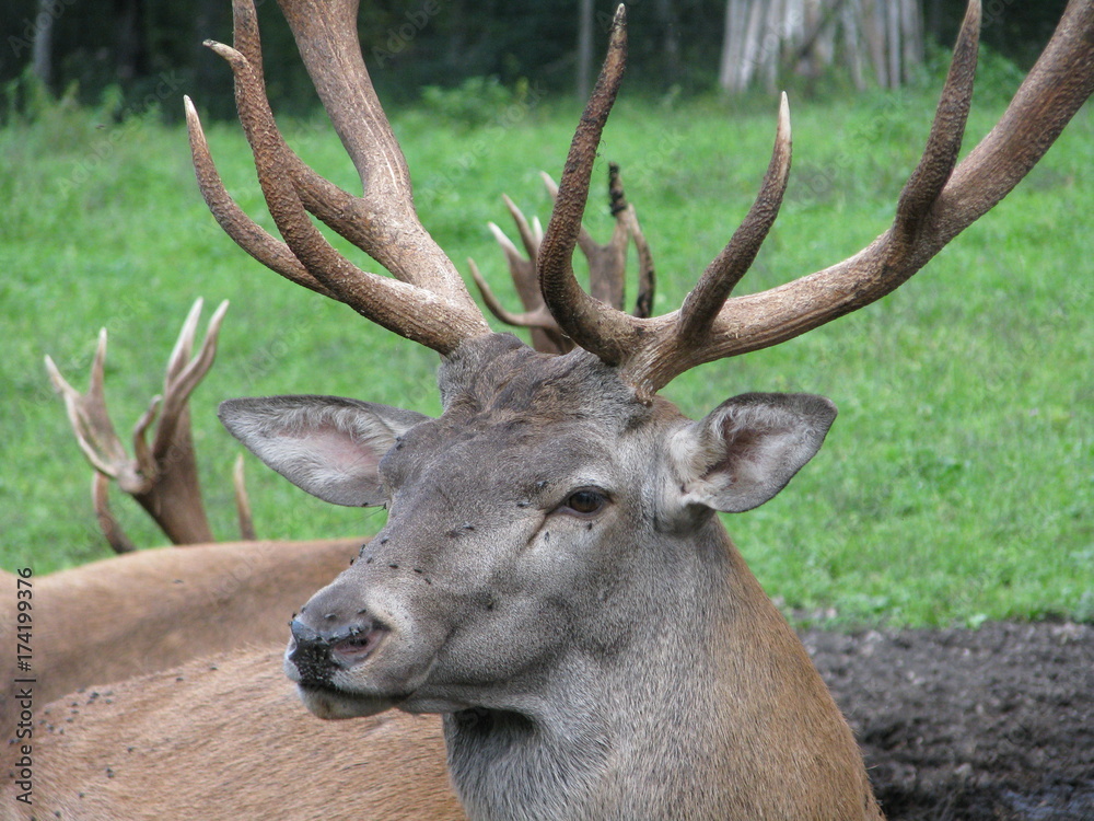 The Big Deer The Big Deer