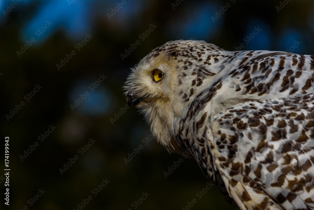 Obraz premium Eurasian Eagle Owl (Bubo Bubo) sitting on the stump, close-up, wildlife photo