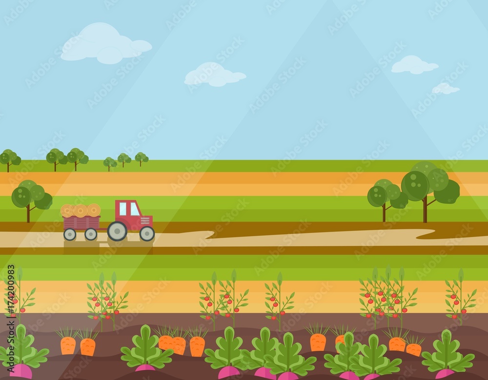 Harvest season Agriculture land field view Vector background