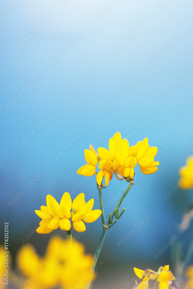 vintage nature macro closeup beautiful yellow flowers on blue background
