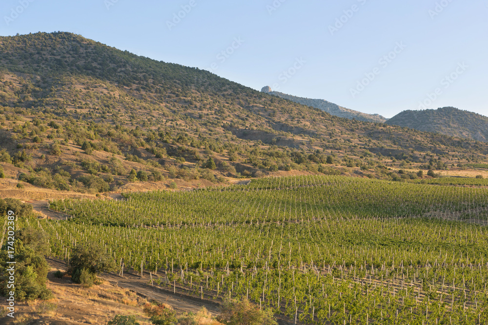 the vineyard is in the highlands, the landscape, the large square, the morning light