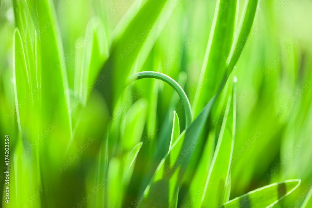 Obraz premium Grass. Vector illustration.