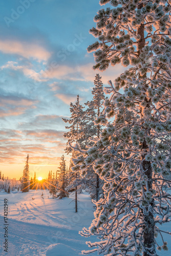 Fototapeta Naklejka Na Ścianę i Meble -  Snowy landscape at sunset, frozen trees in winter in Saariselka, Lapland, Finland