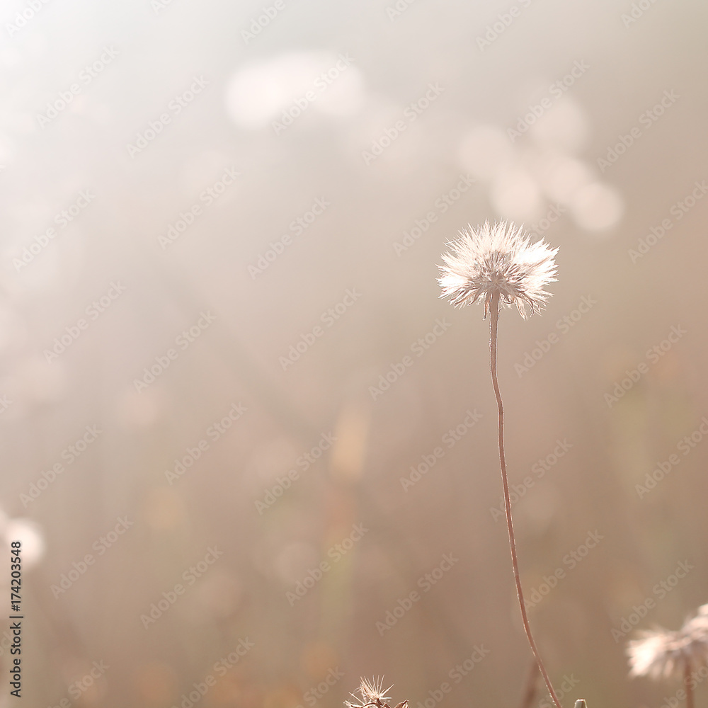 vintage field dandelion flower. Nature outdoor autumn photo
