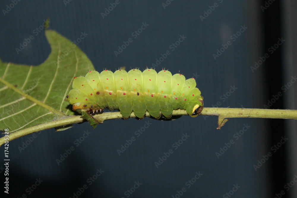 Naklejka premium european peacock