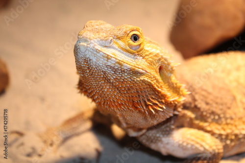 bearded dragon