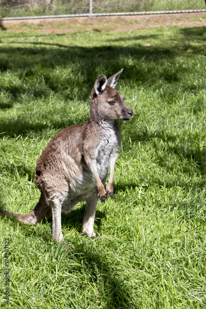 Fototapeta premium kangaroo-Island kangaroo joey