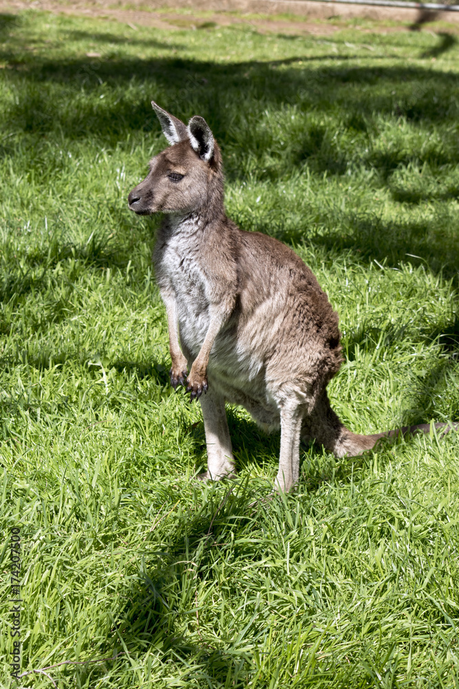 kangaroo-Island kangaroo joey kangaroo-Island kangaroo joey