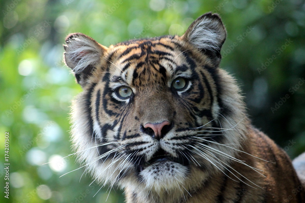 Fototapeta premium tiger