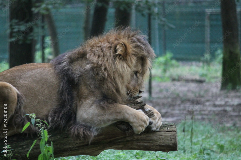 Naklejka premium lion