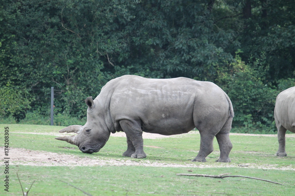 Obraz premium rhinoceros