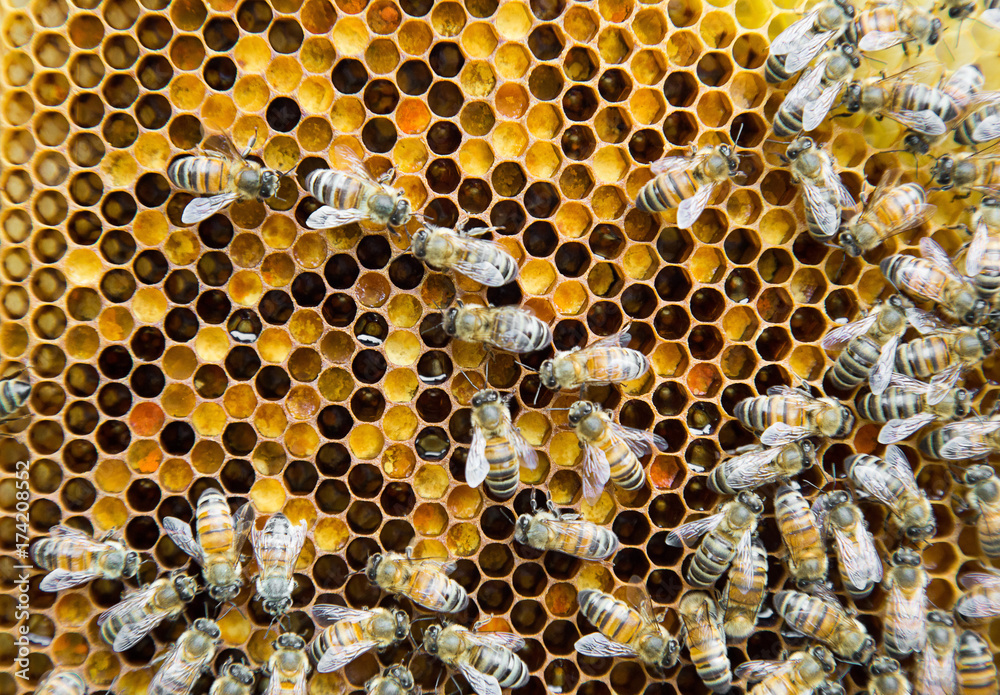 Bees working on a honeycomb inside the beehive Bees working on a honeycomb inside the beehive