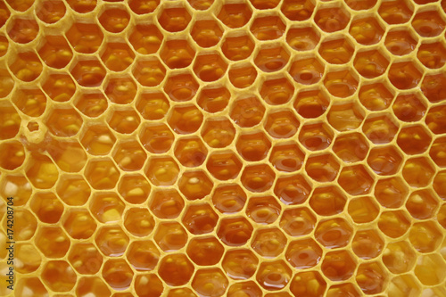 Honeycomb full of liquid honey
