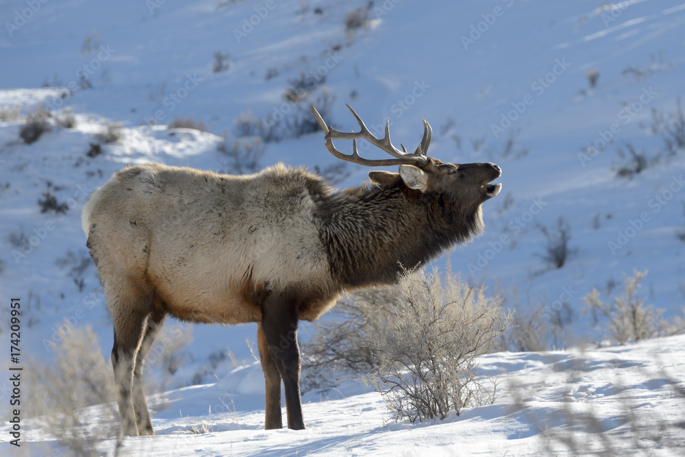 Elk (Cervus elaphus), bull, burling in winter snow, Yellowstone National Park, Wyoming, Montana, USA. Elk (Cervus elaphus), bull, burling in winter snow, Yellowstone National Park, Wyoming, Montana, USA.