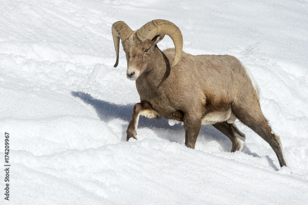 Bighorn Sheep (Ovis canadensis) male, ram, walking in snow, Yellowstone national park, Wyoming Montana, USA Bighorn Sheep (Ovis canadensis) male, ram, walking in snow, Yellowstone national park, Wyoming Montana, USA
