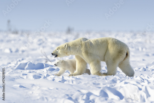 Polar bear mother (Ursus maritimus) with new born cub walking on tundra, Wapusk National Park, Manitoba, Canada photo