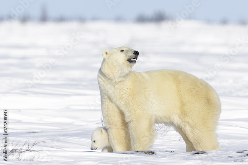 Polar bear mother (Ursus maritimus) with new born cub standing on tundra, Wapusk National Park, Manitoba, Canada photo