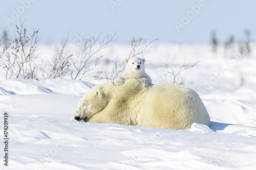 Polar bear mother (Ursus maritimus) ying down on tundra, with new born playing, Wapusk National Park, Manitoba, Canada