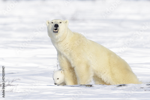 Polar bear mother (Ursus maritimus) with new born cub standing on tundra, looking at camera, Wapusk National Park, Manitoba, Canada photo