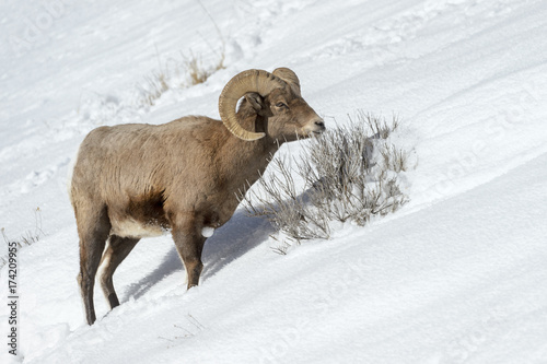 Bighorn Sheep (Ovis canadensis) male, ram, foraging in snow, Yellowstone national park, Wyoming Montana, USA