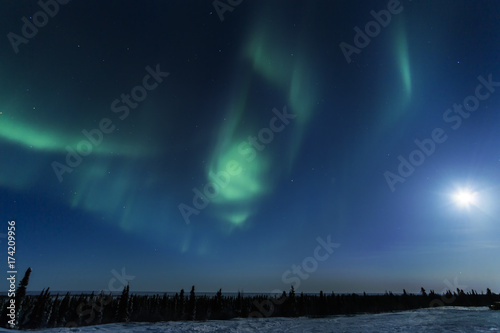 Nightsky lit up with aurora borealis, northern lights, wapusk national park, Manitoba, Canada. photo