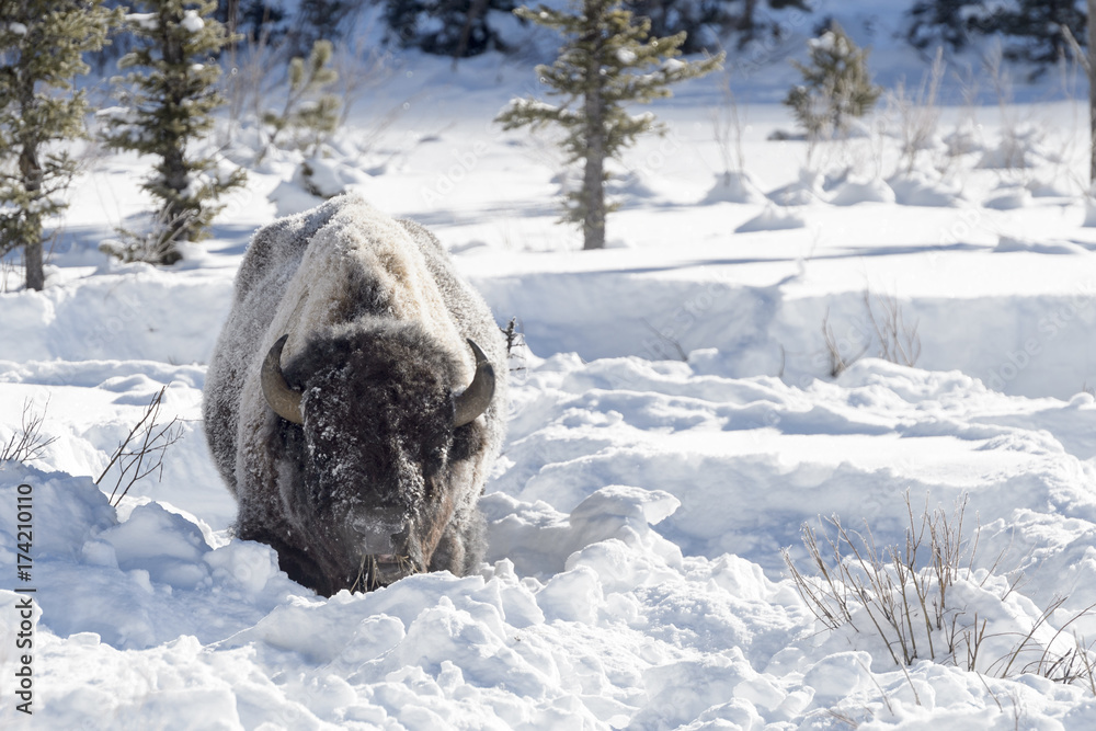 Εκτύπωση καμβά American Bison (Bison bison) adult, feeding in deep snow, Lamar Valley, Yellowstone national park, Montana, Wyoming, USA