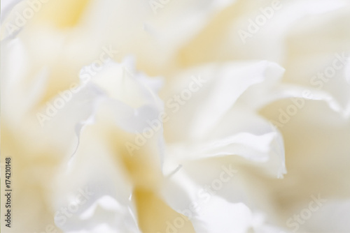 Flower soft background with peonies. Closeup of white peony flowers, blur vector floral background.