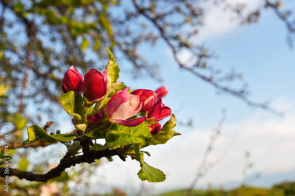 beautiful flowers on the apple tree in nature beautiful flowers on the apple tree in nature
