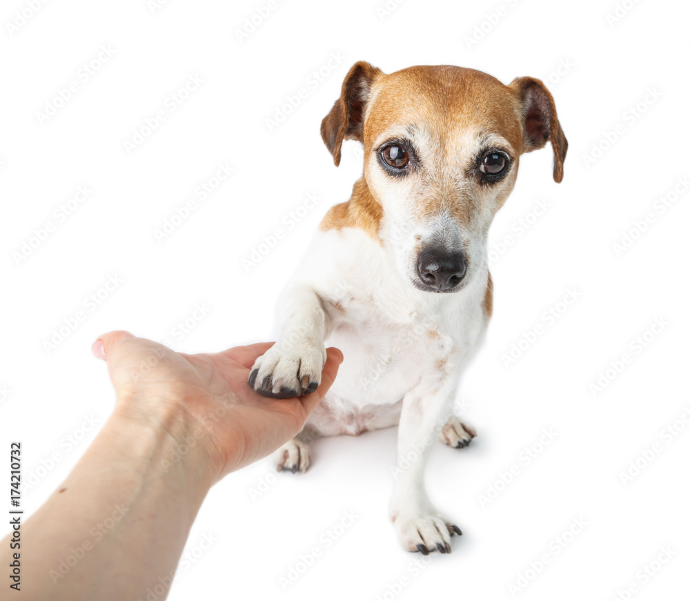 Give me a paw, you can trust me!  modest insecure cute small dog giving five!  White background