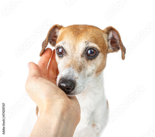 Dog trust. Owner care and help. Owner hand caresses a dog. Cute small pet sniffs hand.  White background