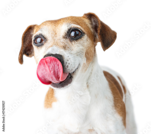 Cute Dog Jack Russell terrier licks nose with tongue. Close up portrait of the pet. White background