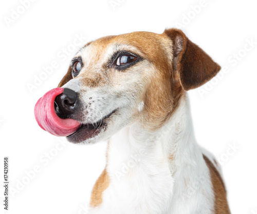 Happy joy dog licks nose with tongue. Smiling cute dog. White background