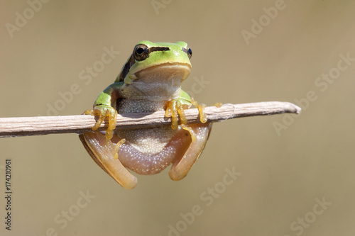 Hyla molleri