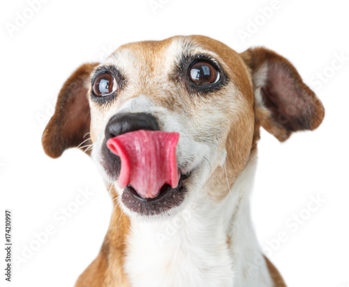 Adorable dog tongue portrait. Pet diet. delicious food dreaming. White background