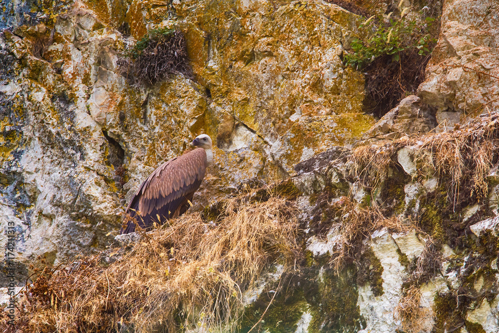 Naklejka premium Griffon Vulture