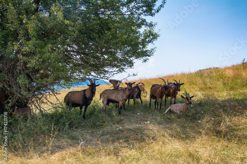 Fototapeta Naklejka Na Ścianę i Meble -  Goats at the farm 