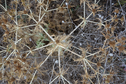 dried herbs background photo