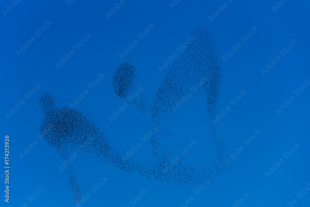 Fototapeta premium Flock and swarm of birds - beautiful formations of flying birds