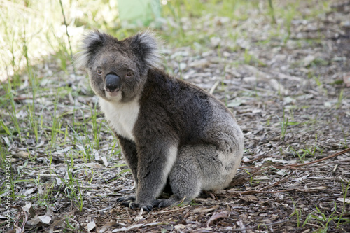 Fototapeta Naklejka Na Ścianę i Meble -  koala