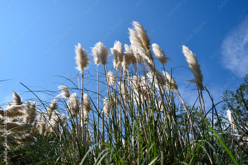 Obraz premium Susuki